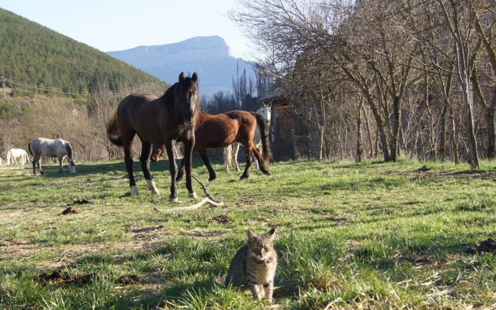 primavera en jaca