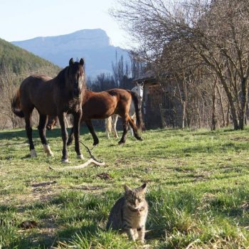 primavera en jaca