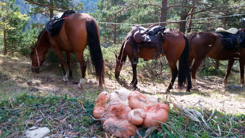 Rutas a caballo en el pirineo