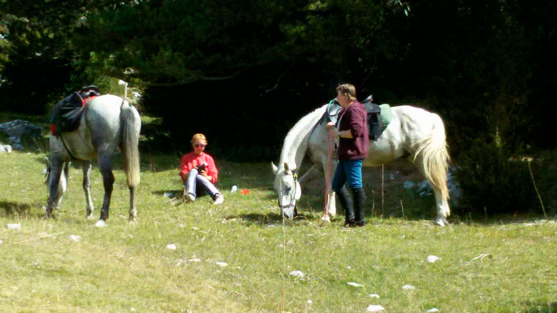 caballos en los pirineos