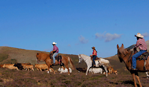 transumancia a caballo