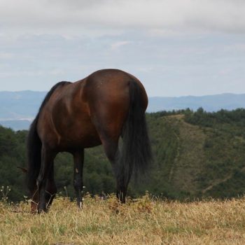 caballos en jaca